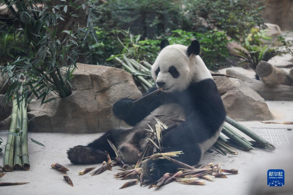 捕鱼游戏电脑版在线下载